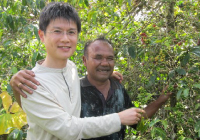 indonesia coffee farm